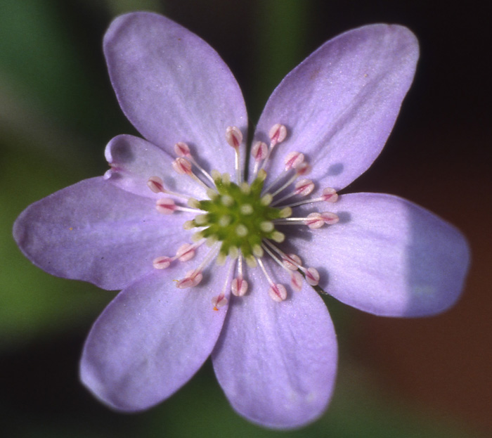 Hepatica nobilis / Erba trinit